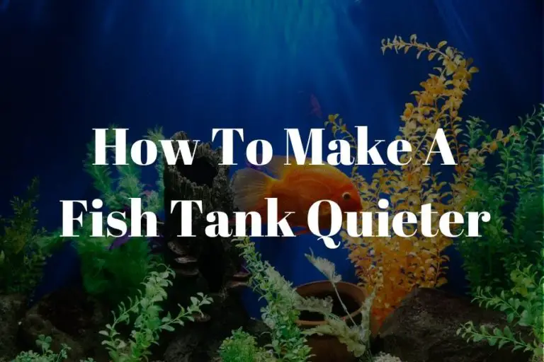 how to make a fish tank quieter featured image